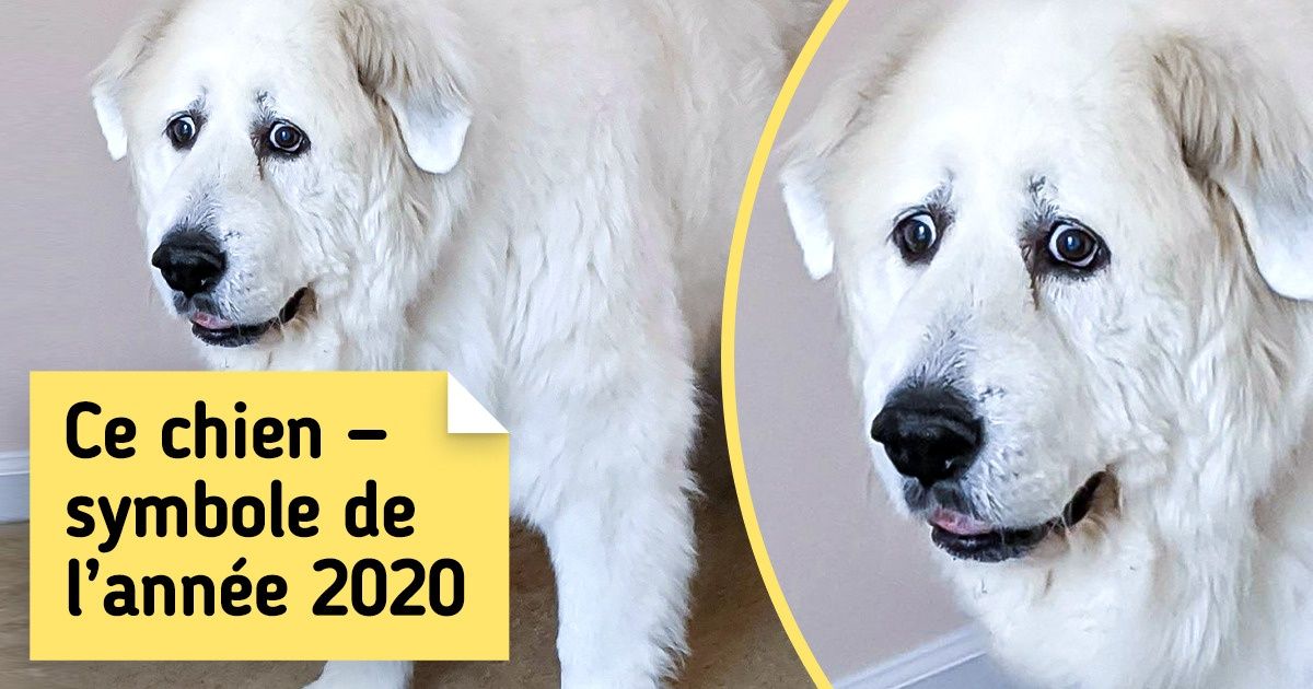 19 Animaux de compagnie à qui la nature a voulu ajouter son grain de sel, mais elle a accidentellement versé le sac entier