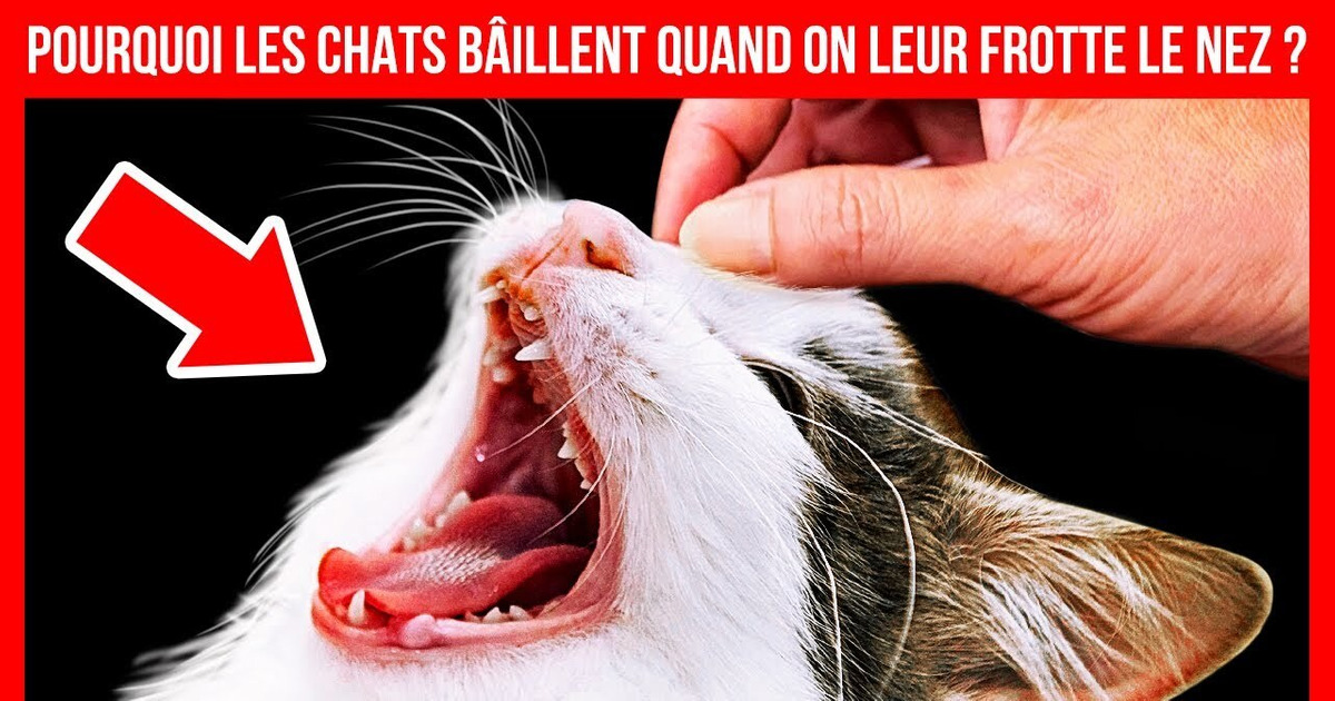 Si un Chat Bâille Lorsque tu lui Frottes le Nez, il t’Aime !