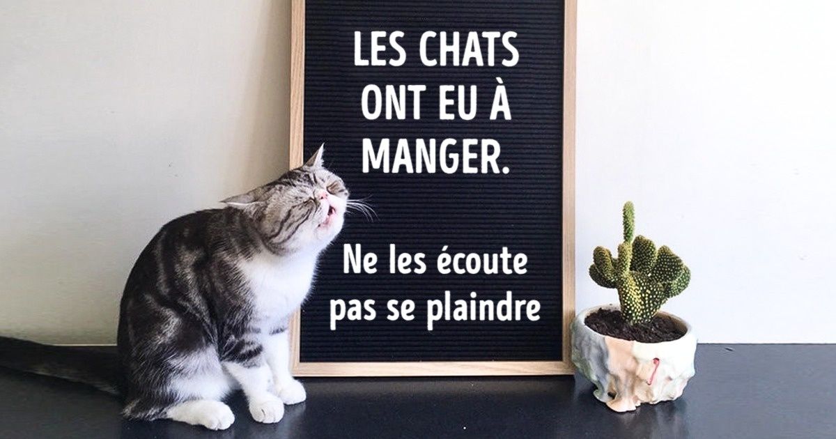Ces 25 animaux n’économisent pas leurs émotions