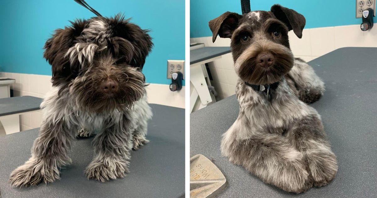 18 Personnes qui ont amené leur chien au salon de toilettage et qui ne l’ont presque pas reconnu après
