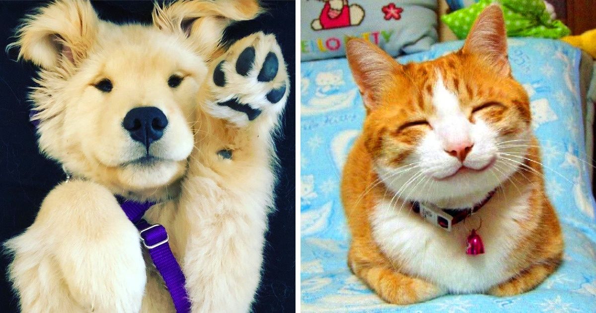 22 Photos d’animaux qui peuvent rendre ta journée beaucoup plus agréable