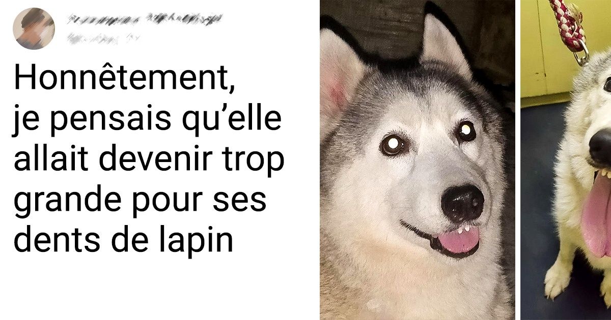 16 Internautes ont partagé des photos adorables d’animaux montrant leurs dents