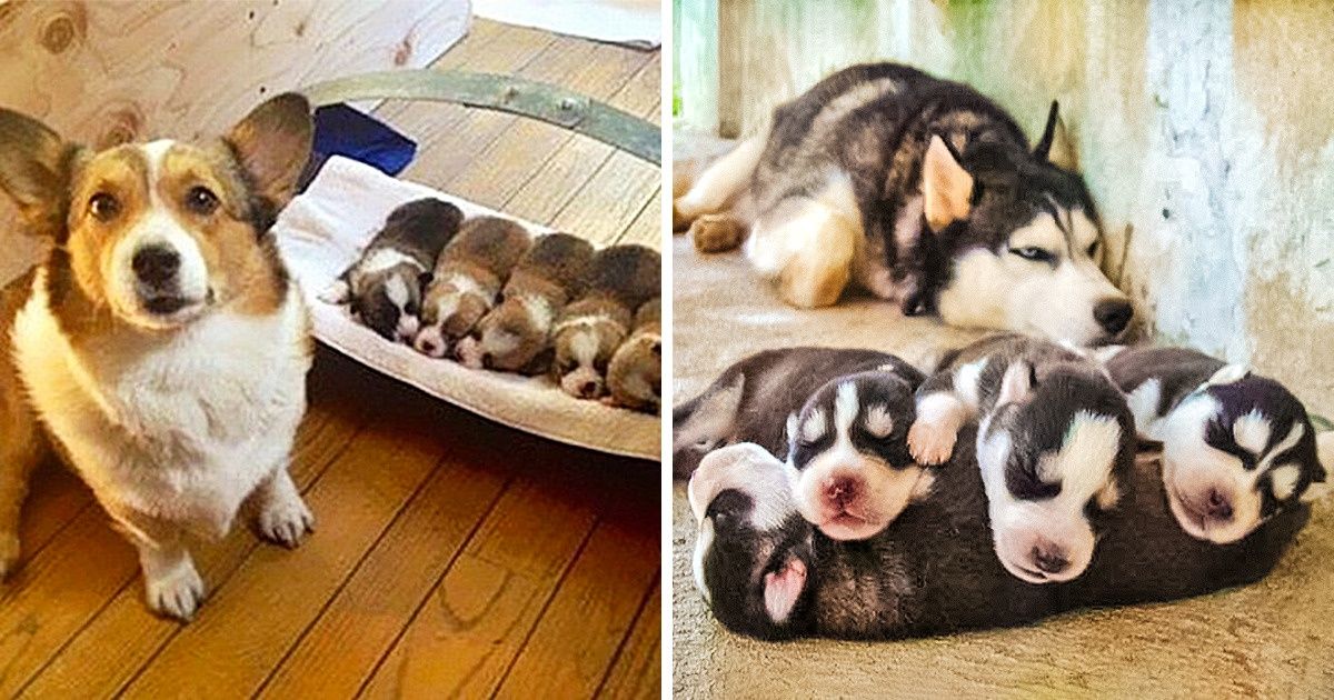 20 mamans du règne animal dont les bébés vont faire fondre ton cœur !