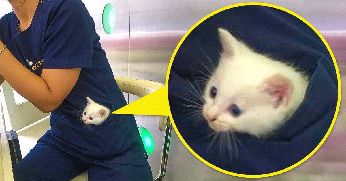 19 Animaux qui sont toujours là pour leurs humains