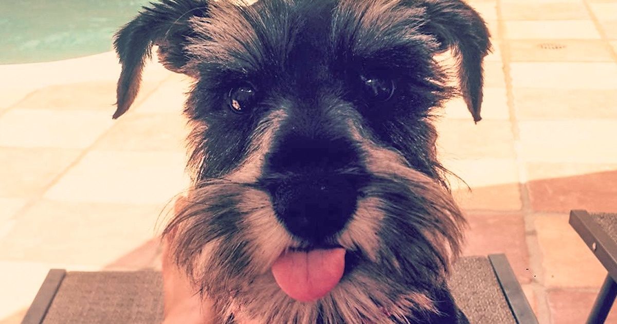 Mon mari ne voulait pas de chien, mais mes filles se sont battues pour Luna, et elle a changé nos vies