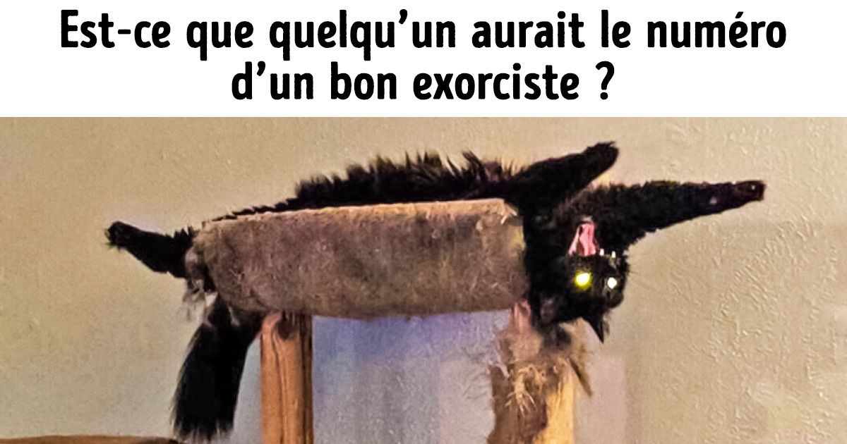 23 Chats qui imposent leurs règles au reste du monde