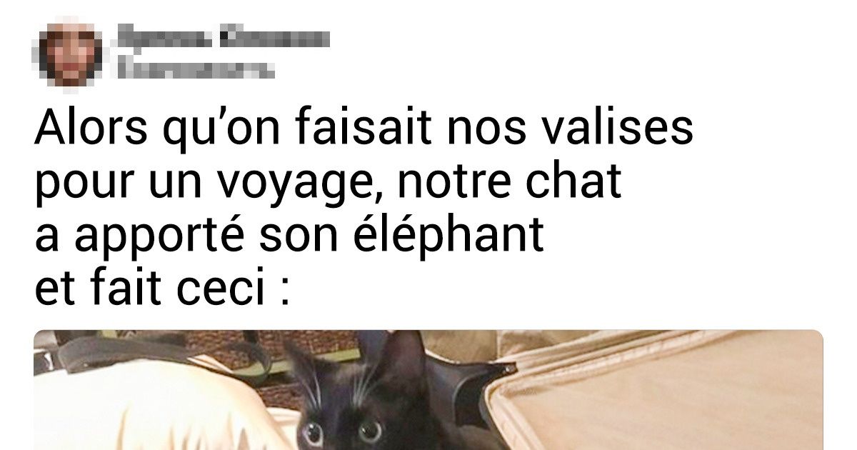 15+ Photos touchantes d’animaux particulièrement attachés à leurs jouets préférés 15+ Photos touchantes d’animaux particulièrement attachés à leurs jouets préférés