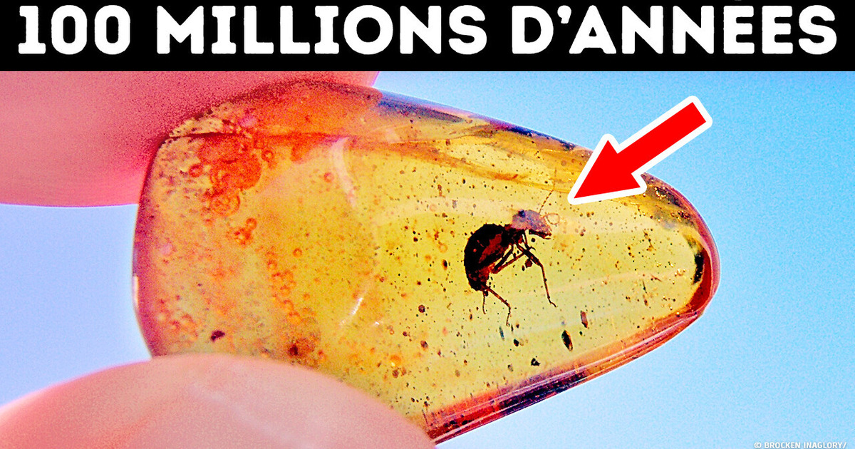 Piégés dans le Temps : les Fossiles d’Ambre les plus Incroyables Jamais Découverts Piégés dans le Temps : les Fossiles d’Ambre les plus Incroyables Jamais Découverts