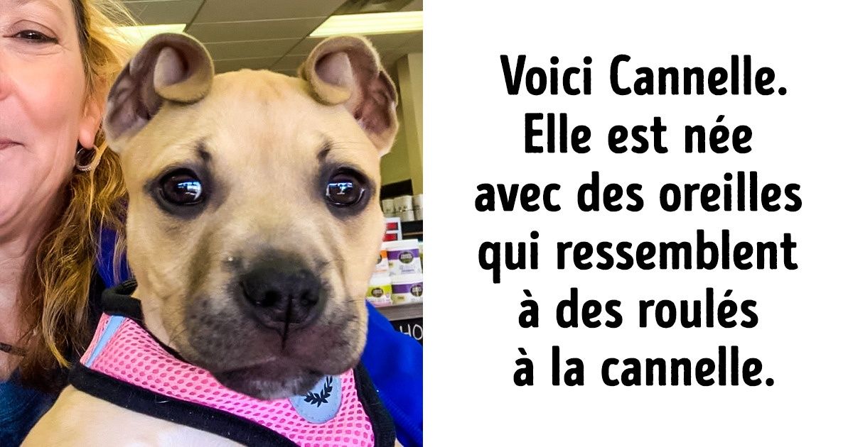 20 Animaux uniques qui prouvent que la nature est une grande artiste