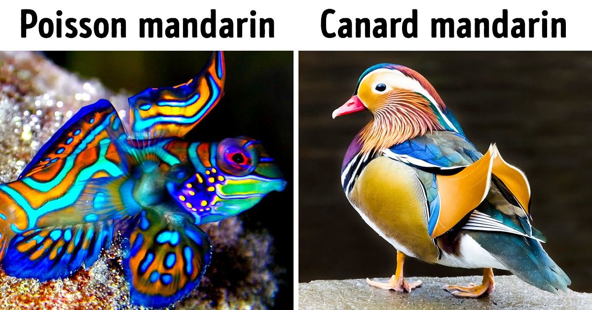 16 Photos d’animaux qui n’ont pas besoin d’être retouchées pour paraître plus colorées / Sympa