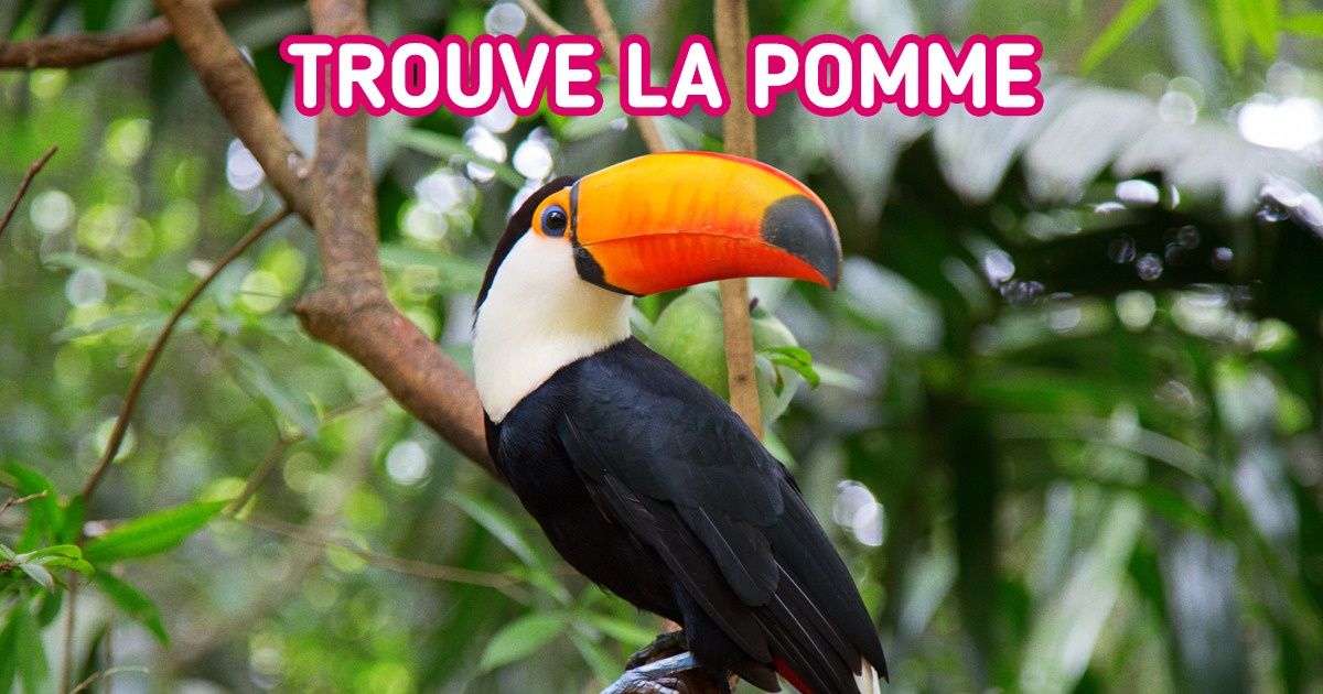 Retrouve chaque objet caché parmi ces animaux en moins de 10 secondes