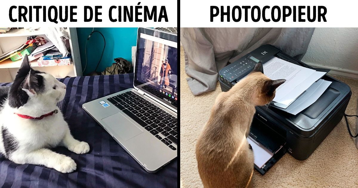 15 Photos de chats faisant un travail de bureau qui ont enchanté la communauté de Reddit 15 Photos de chats faisant un travail de bureau qui ont enchanté la communauté de Reddit