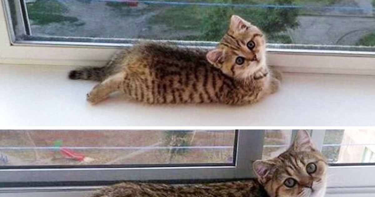 20+ Animaux de compagnie qui n’ont pas changé leurs habitudes en grandissant