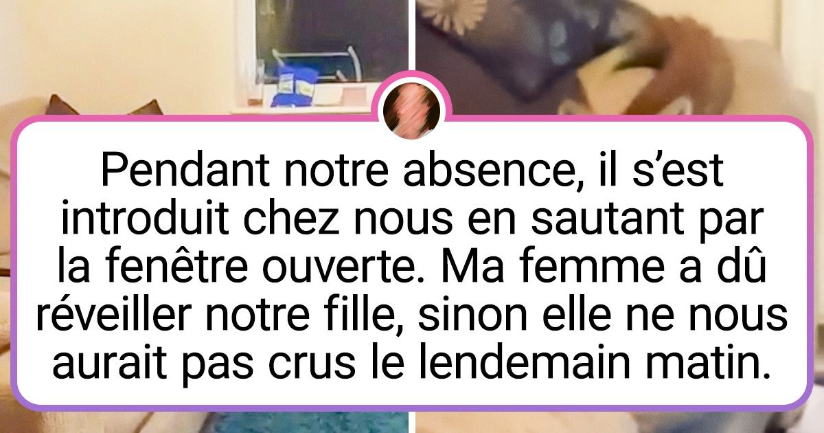 20+ Animaux sauvages complètement sans-gêne qui ont fait irruption dans la vie de l’homme