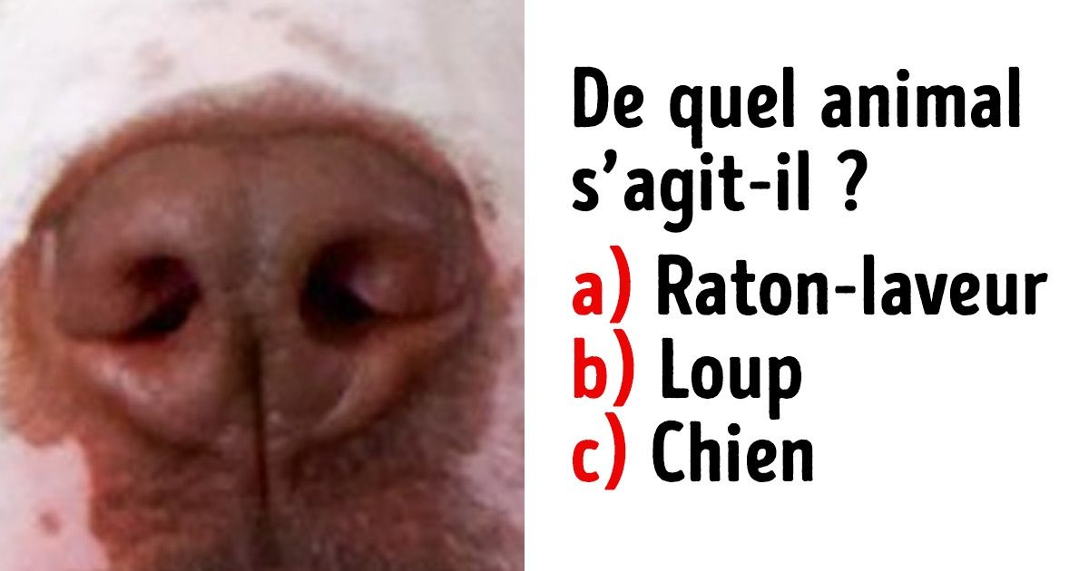 Test : Devine à quels animaux appartiennent ces “nez”