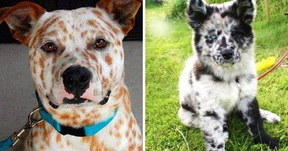 24 Chiens au pelage unique qui nous rendent fou d’amour