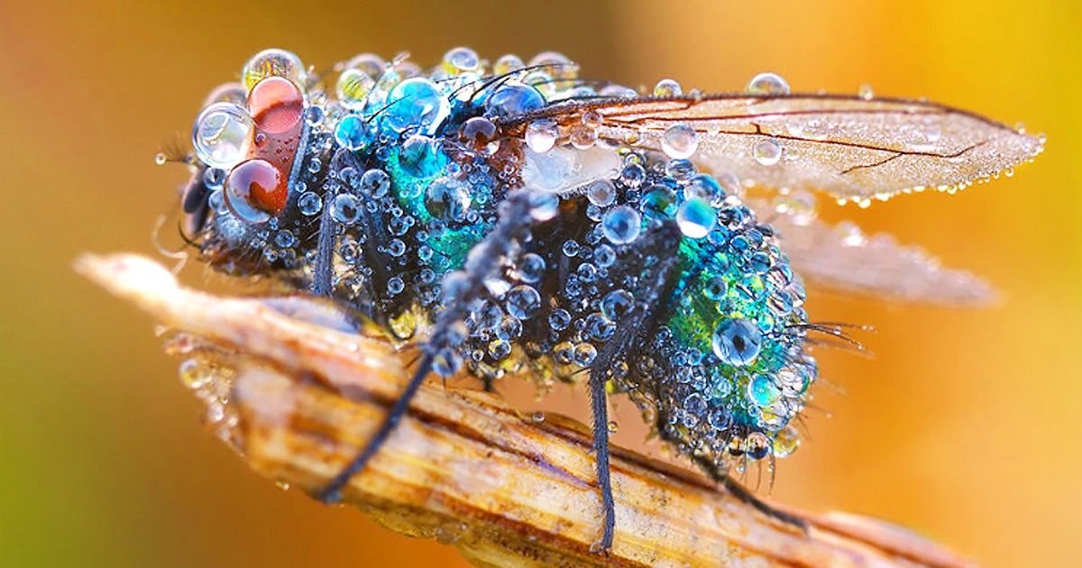 25 Photos fascinantes prises par un photographe allemand qui réussit à  retranscrire la beauté des insectes sous la rosée