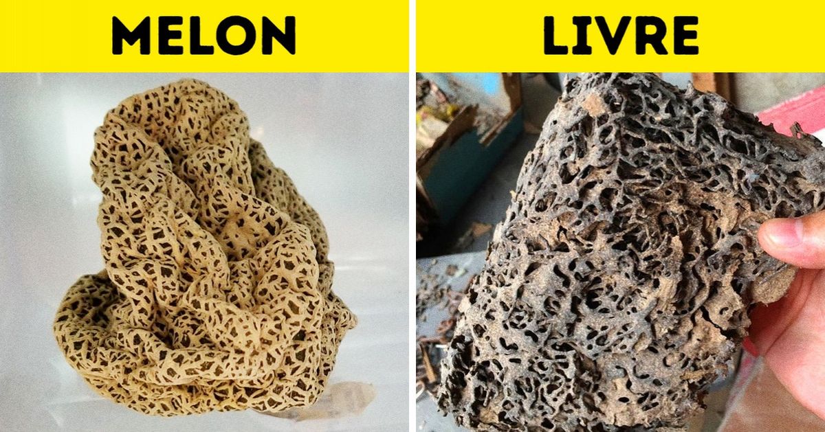 16 Photos qui donnent une réponse simple et laconique à la question “À quoi ça ressemblerait si... ?”