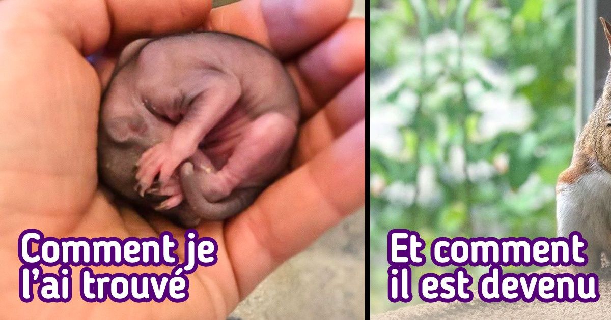 Une jeune femme a trouvé une petite boule rose perdue au sol, et grâce à ses soins et à son attention elle s’est transformée en une belle boule pleine de panache