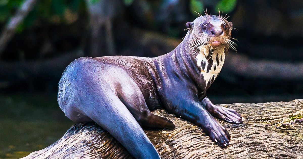 Il n’y a que 5 000 loutres géantes dans le monde. En apprenant à connaître cet animal, tu découvriras pourquoi il faut le sauver de l’extinction Il n’y a que 5 000 loutres géantes dans le monde. En apprenant à connaître cet animal, tu découvriras pourquoi il faut le sauver de l’extinction
