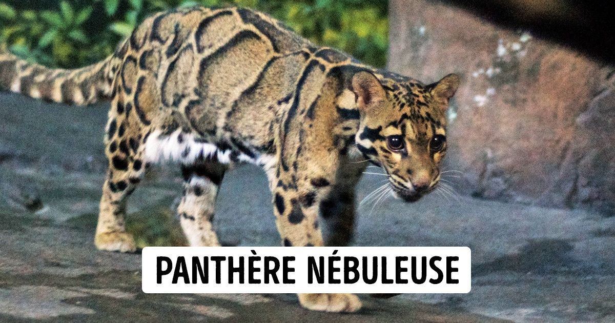 10 Animaux que l’on croyait éteints, mais qui ont réapparu 10 Animaux que l’on croyait éteints, mais qui ont réapparu
