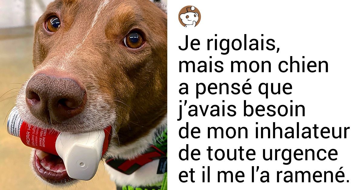 20+ Chiens qui font leur travail avec acharnement
