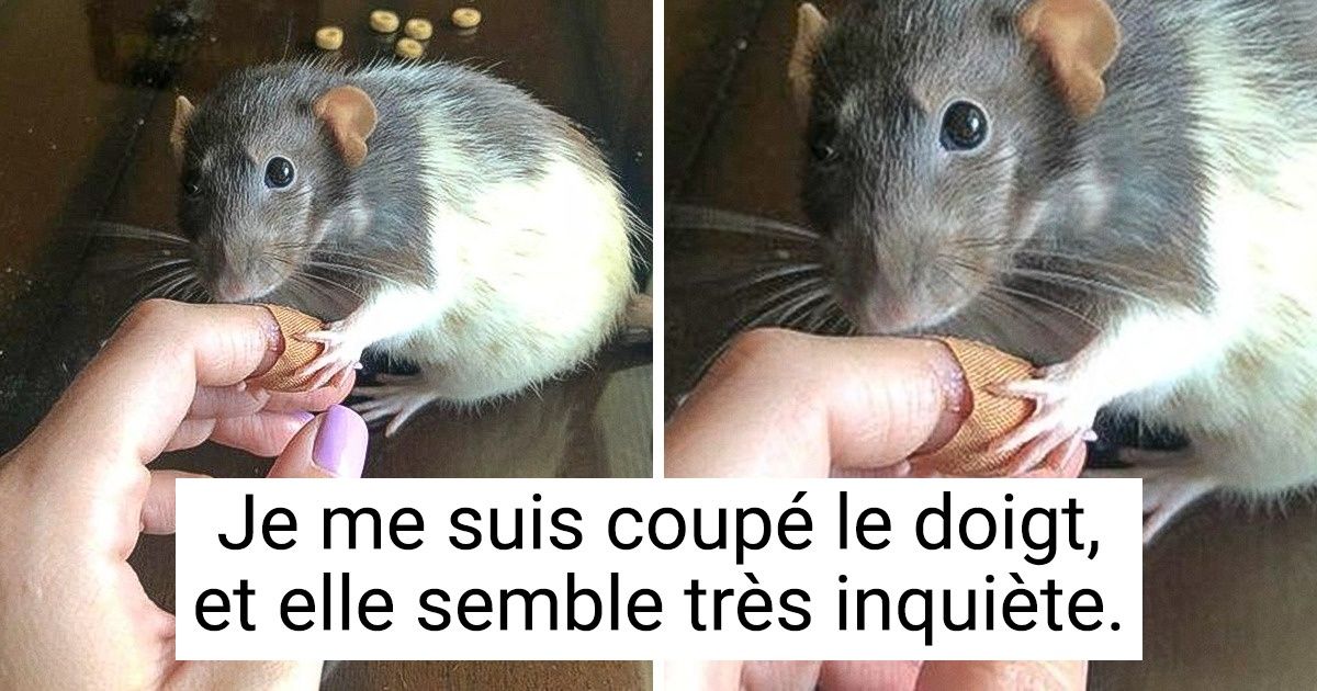 22 Photos qui montrent que le lien entre les animaux et les humains est plus fort que l’acier