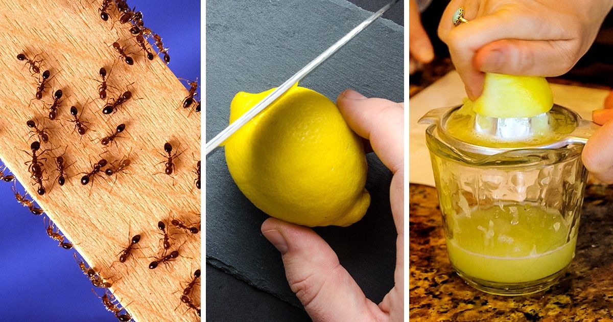 Voici 10 façons de lutter contre les fourmis en utilisant des produits naturels Voici 10 façons de lutter contre les fourmis en utilisant des produits naturels