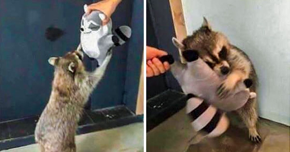 25 Photos qui sembleront attendrissantes même pour ceux qui fuient la tendresse