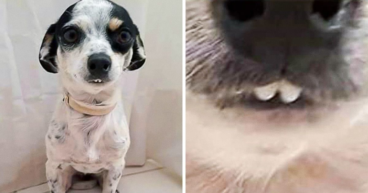 20+ Photos de chiens qui montrent leurs dents et qui nous ont fait passer un super moment
