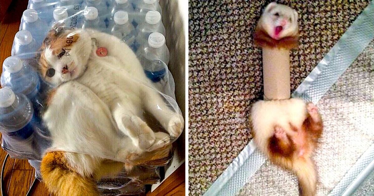Ces 18 animaux se sont retrouvés piégés, et on ne sait pas si on doit en rire ou en pleurer