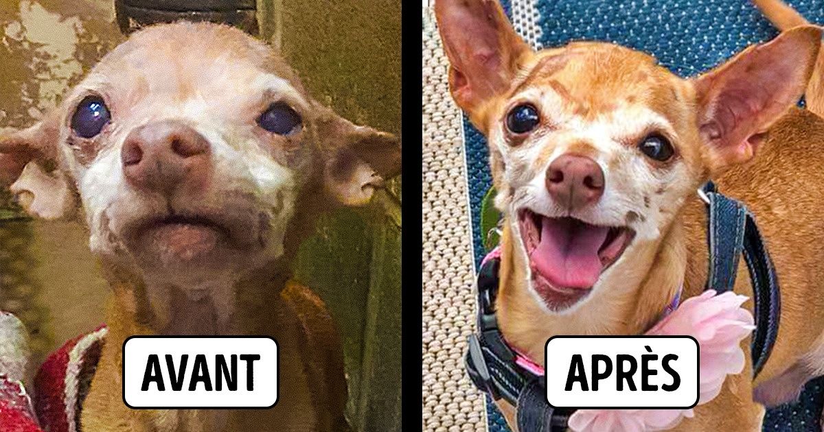 Ces 15 animaux ont totalement changé après avoir été adoptés par leurs nouveaux maîtres