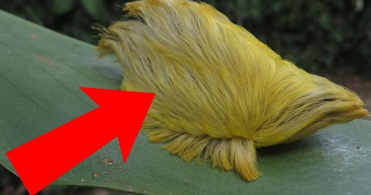 Si tu Vois Ces Animaux, Cours Vite et Appelle au Secours ! Si tu Vois Ces Animaux, Cours Vite et Appelle au Secours !