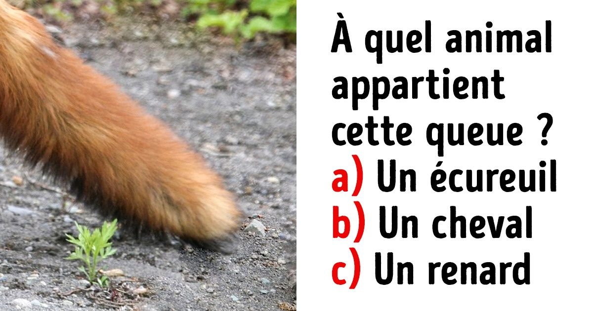 Test : devine à quel animal appartient chaque queue Test : devine à quel animal appartient chaque queue