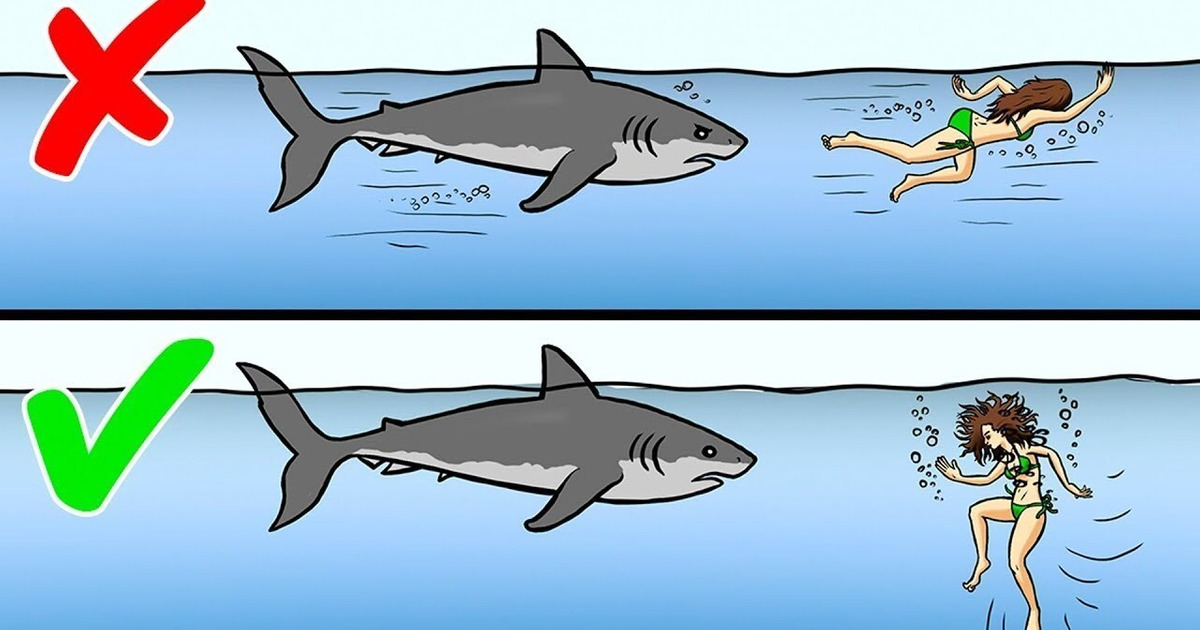 13 Techniques Que tu Devrais Connaître Afin de Survivre à Des Attaques D’animaux Sauvages 13 Techniques Que tu Devrais Connaître Afin de Survivre à Des Attaques D’animaux Sauvages