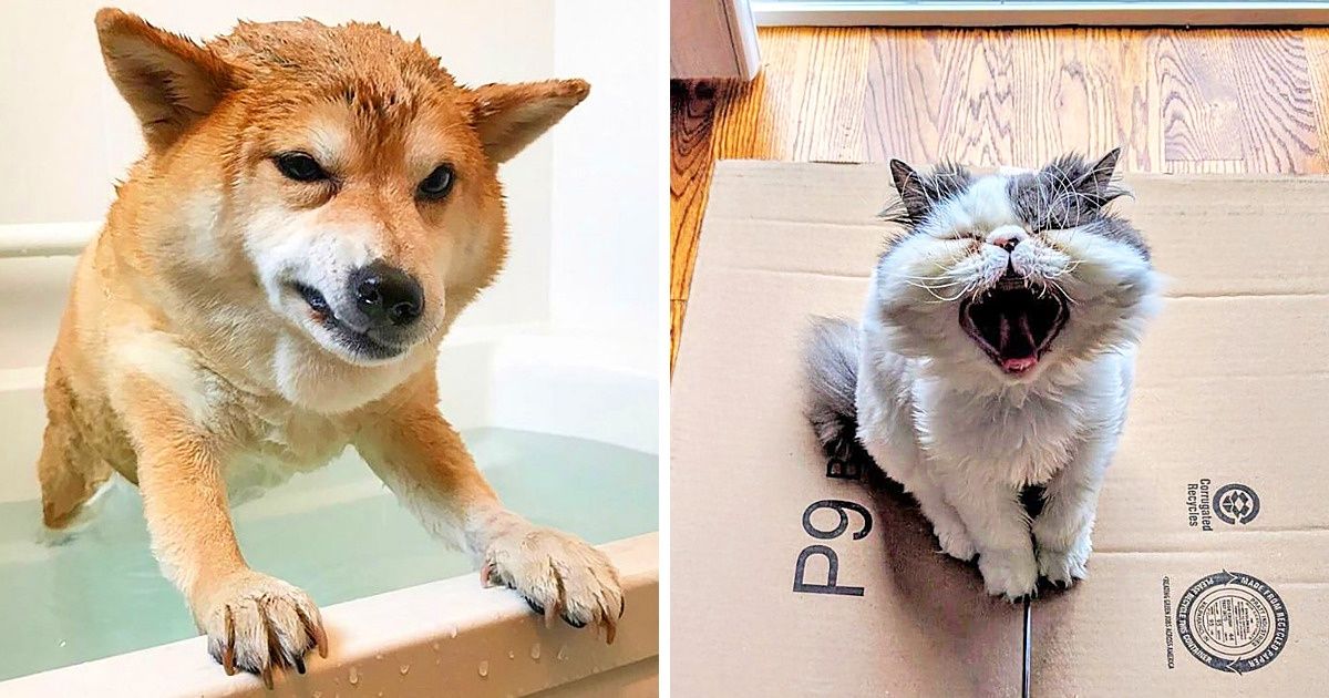 20 Animaux dont les émotions sont plus parlantes que n’importe quel mot