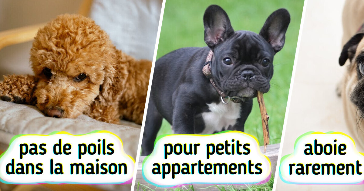 10 Races de chiens faciles à vivre pour les maîtres occupés