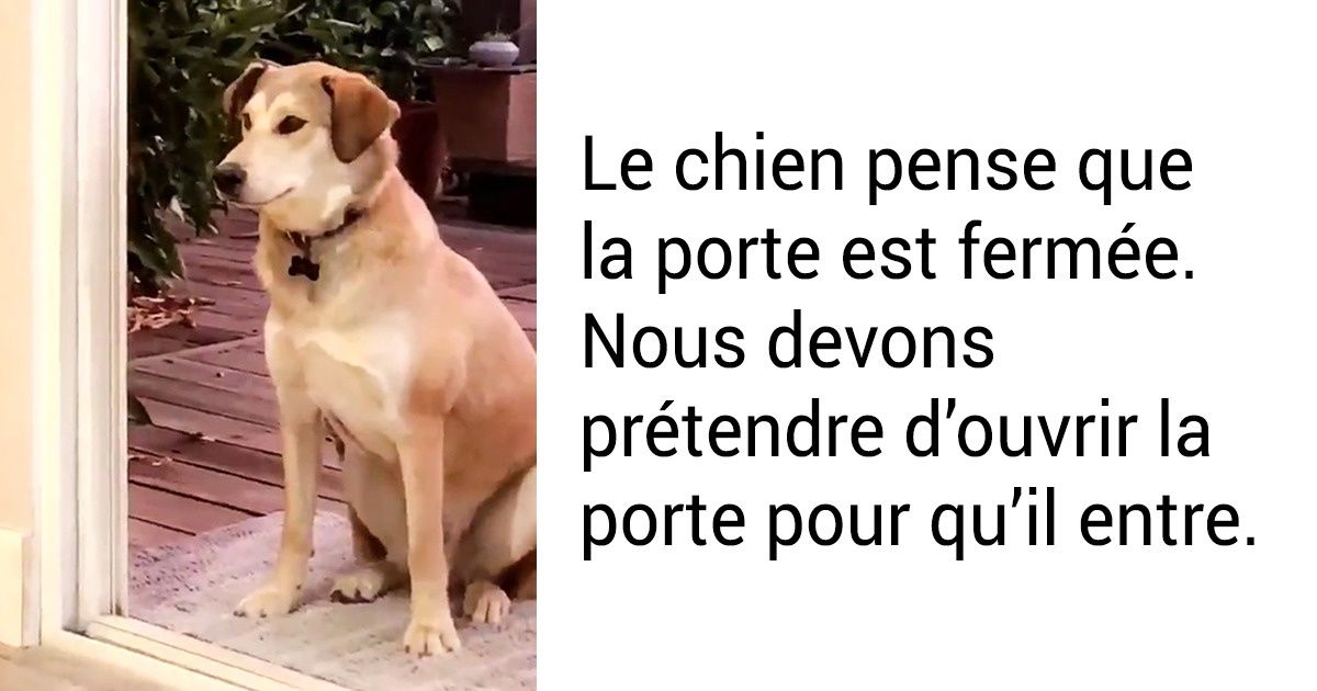 20 Photos d’animaux qui sont un véritable antidote pour les personnes qui passent une mauvaise journée