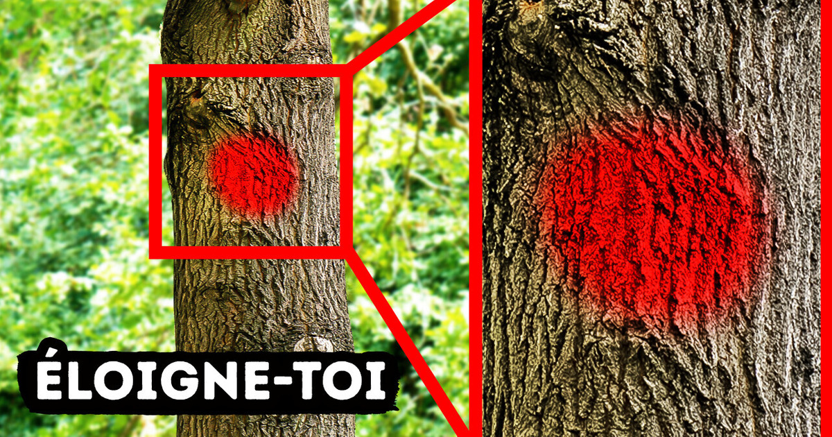 Si tu vois cette couleur sur un arbre, gare ta voiture loin d’ici