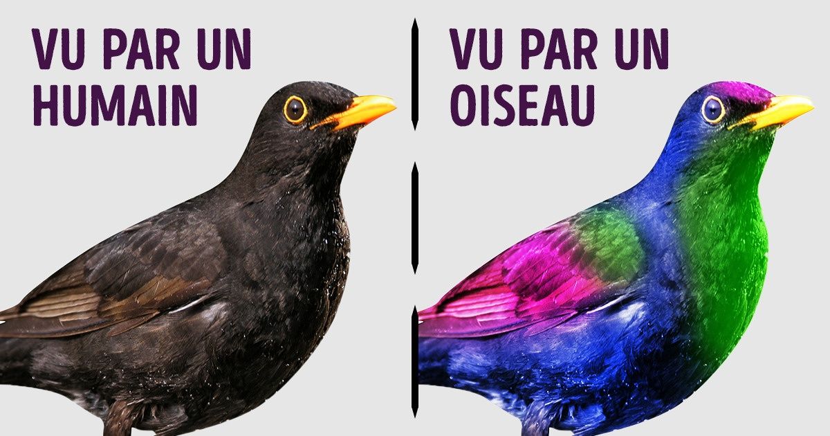 20 Faits saisissants qui risquent de te faire tomber de ta chaise 20 Faits saisissants qui risquent de te faire tomber de ta chaise