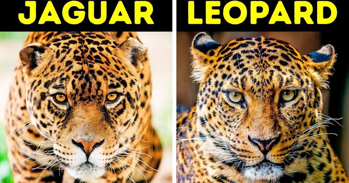 16 Animaux que l’on confond presque toujours avec leur(s) cousin(s)