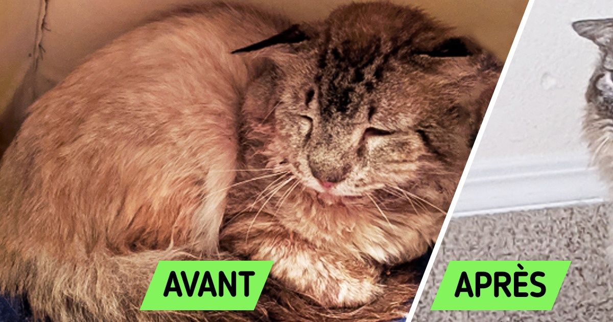 20+ Petits chenapans devenus les véritables rois de leur maison grâce à l’amour de leurs maîtres