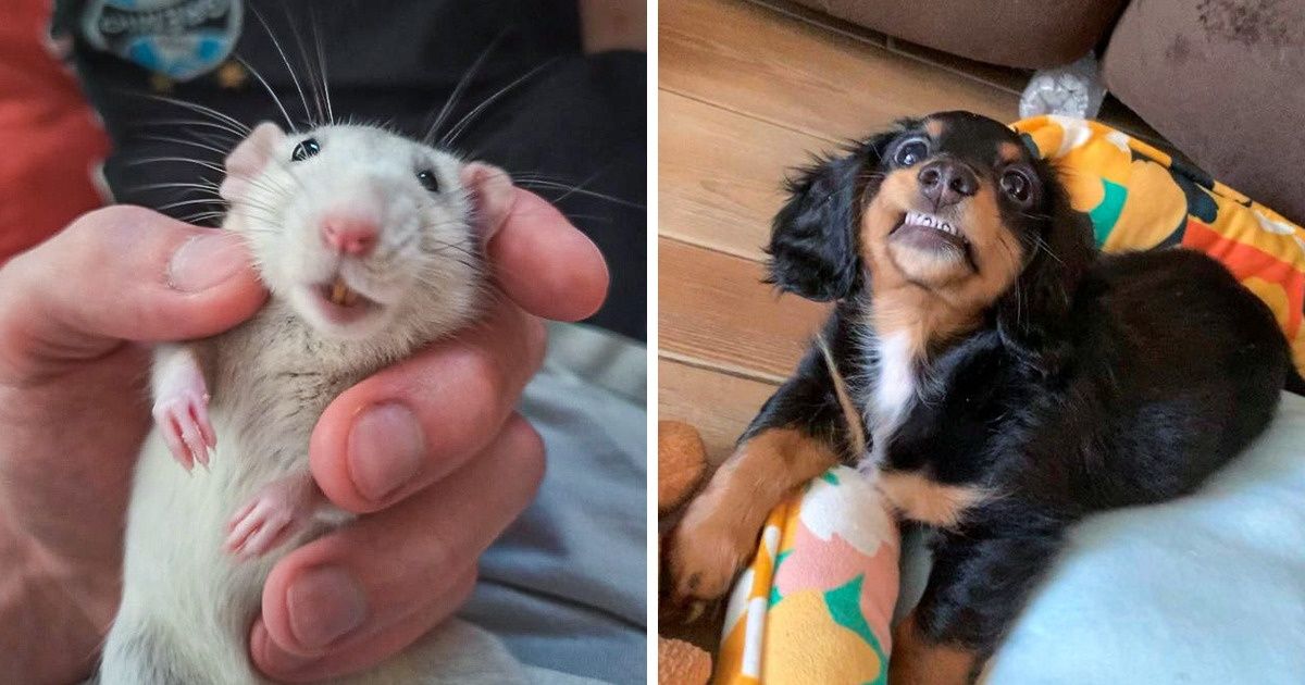20 Animaux qui ont souri pour se faire prendre en photo