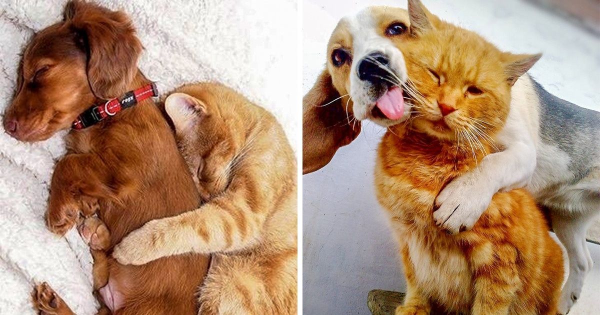 24 Adorables Photos D Amitie Entre Des Chiens Et Des Chats Qui Feront Fondre Ton Cœur