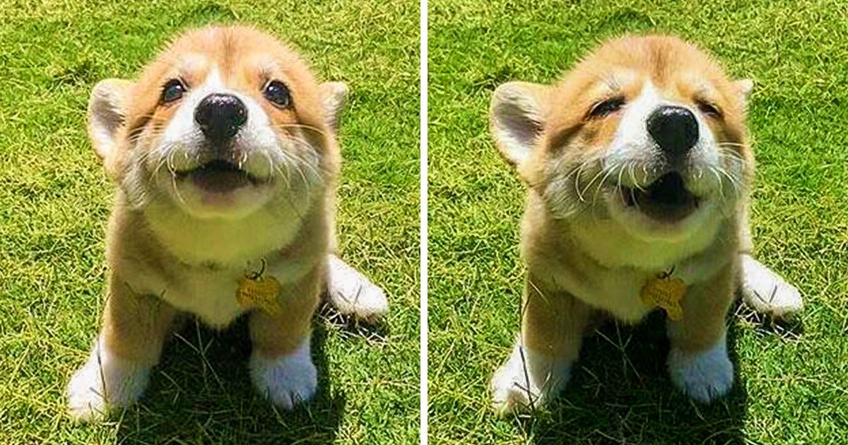 14 Choses que tous les chiots aimeraient dire à leurs nouvelles familles s’ils pouvaient parler