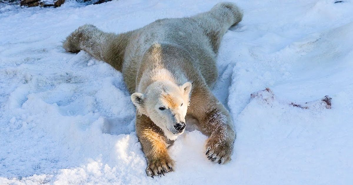 Les ours blancs du zoo de San Diego ont vu la neige pour la première fois, et leur réaction n’a pas de prix Les ours blancs du zoo de San Diego ont vu la neige pour la première fois, et leur réaction n’a pas de prix