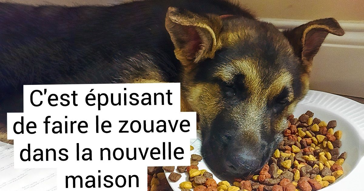 19 Animaux qui se sont couchés trop tard hier soir après s’être mal comportés