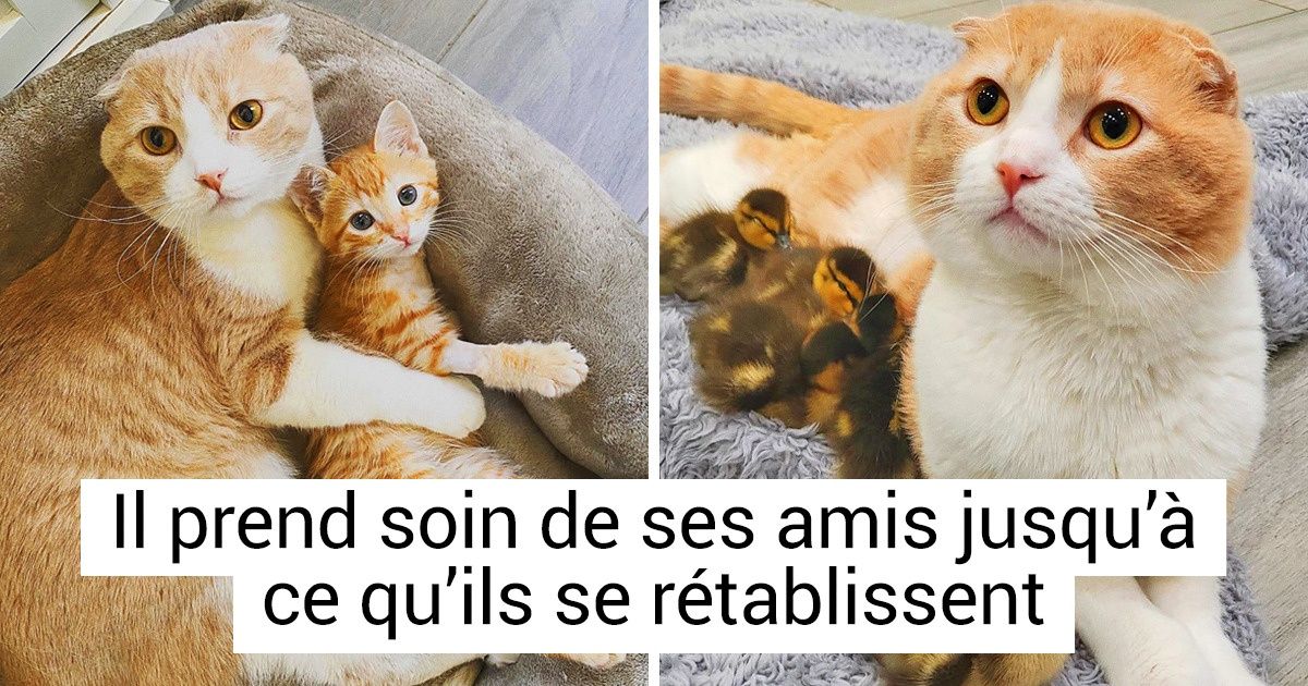Un petit chat sauvé d’une grave blessure est devenu infirmier pour animaux