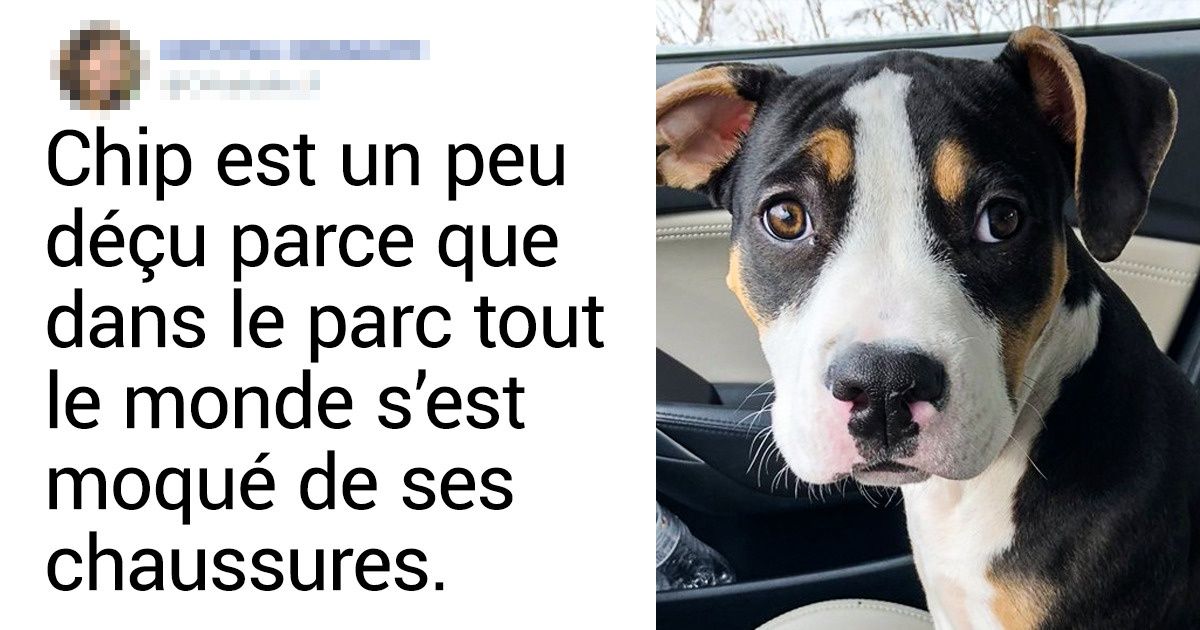 30 Animaux mignons qui chasseront tes idées noires d’un coup de patte