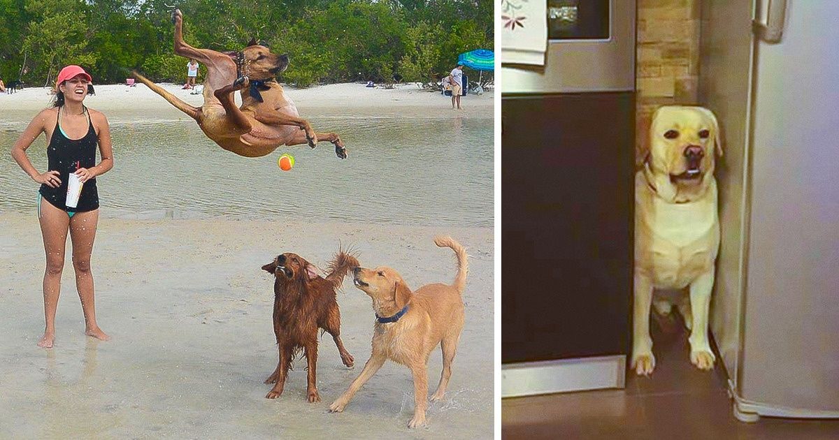 19 Chiens dont le grain de folie est le meilleur antidépresseur de leurs maîtres